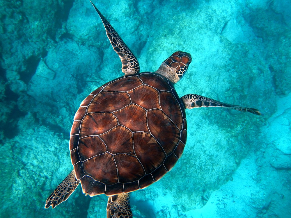 brown turtle swimming in ocean