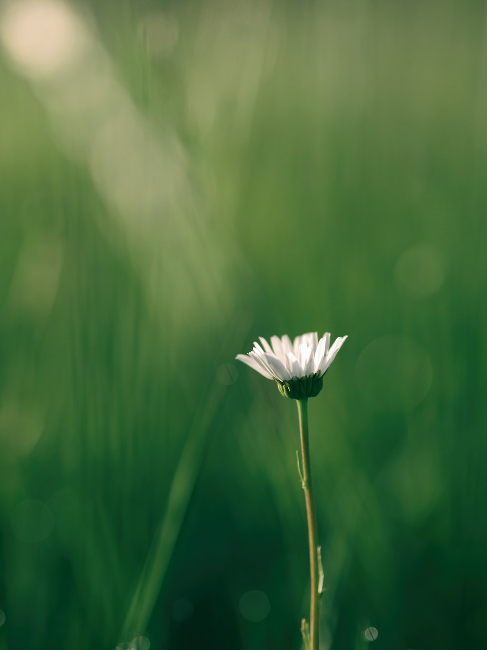 Fotografia de foco raso de flor branca