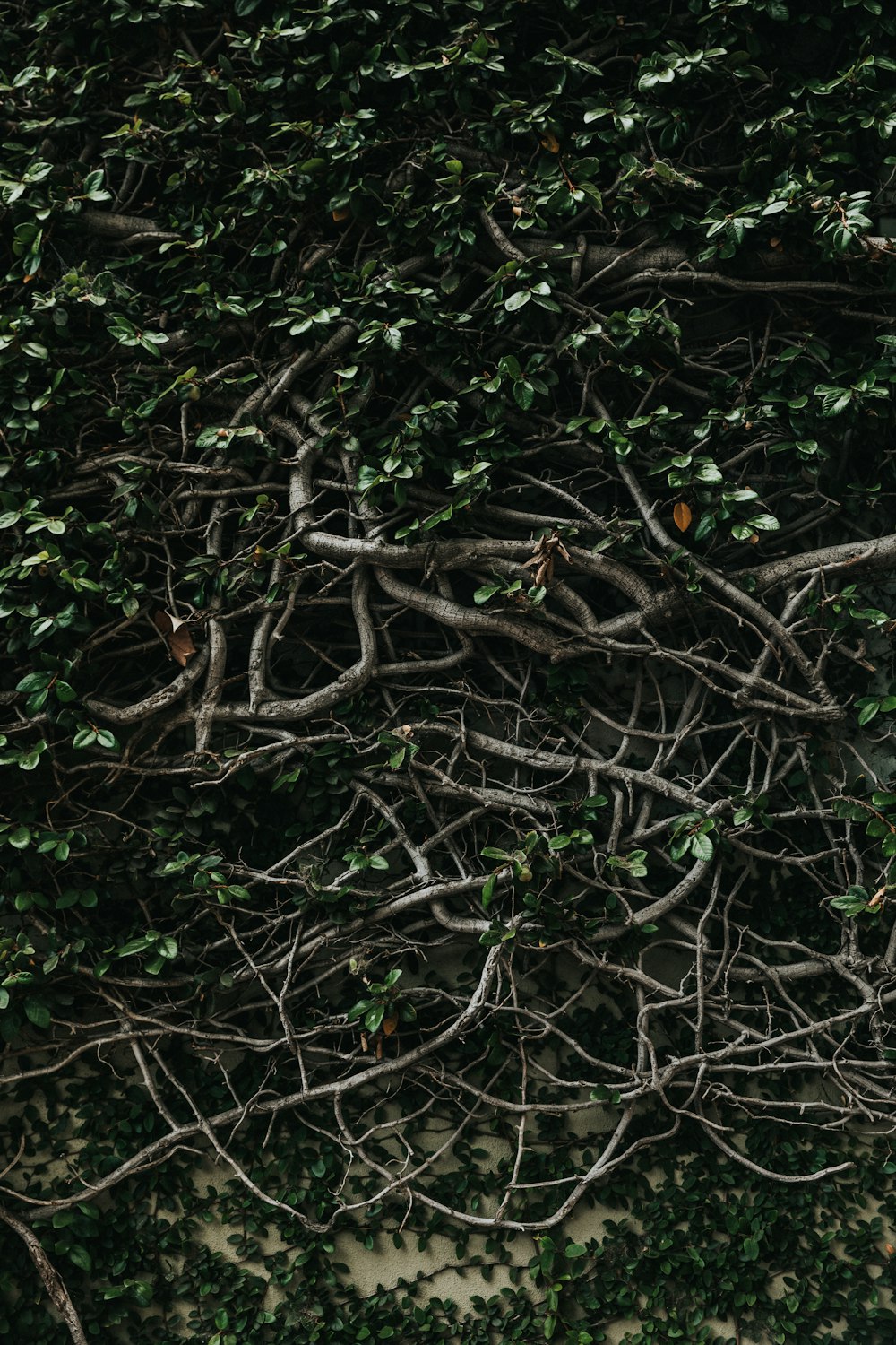 green leafed vines on wall during daytime