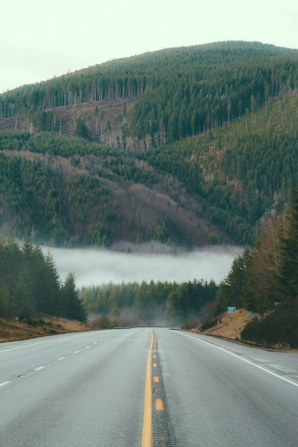 empty road between trees