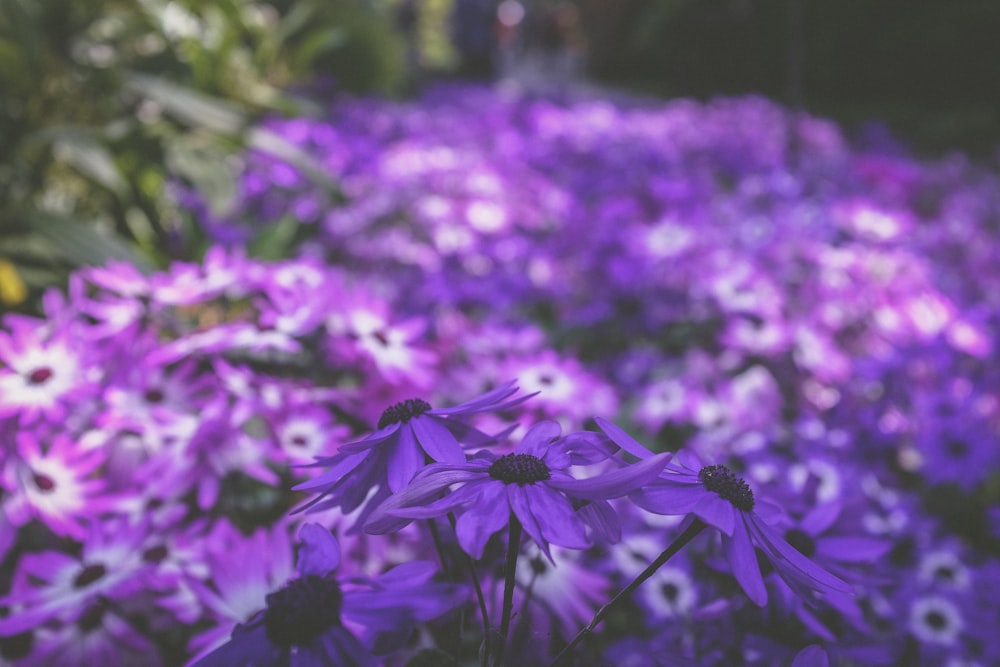 Foto de flores de pétalos púrpuras en flor
