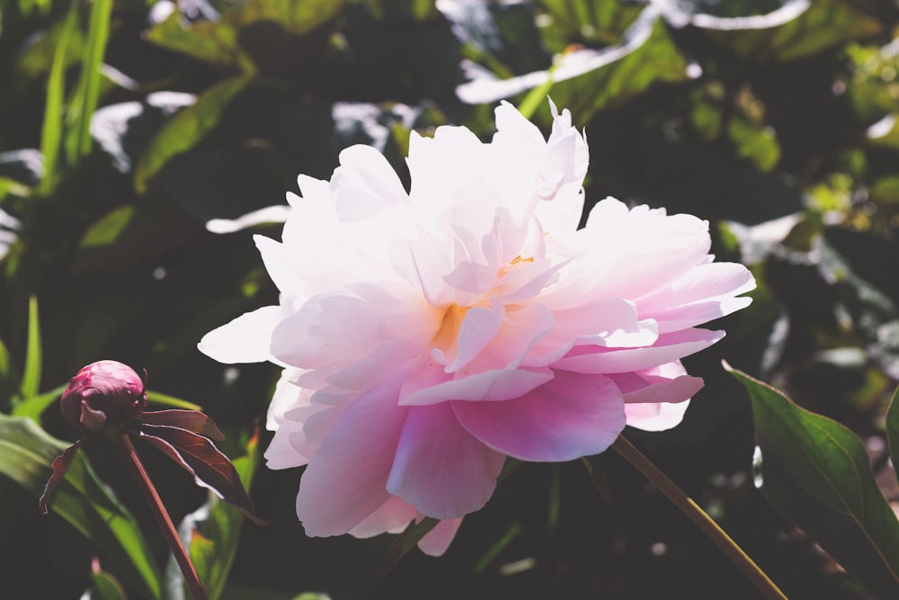 pink-petaled flower