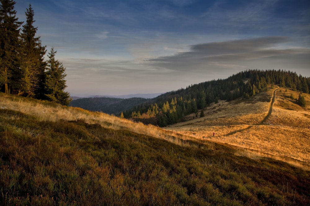 parts of hill covered with trees