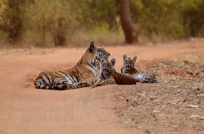 A tiger with two cubs rests on a dusty path surrounded by dry foliage. The cubs appear relaxed and attentive, with one cub lying against the tiger. The environment suggests a natural habitat with a serene and undisturbed atmosphere.