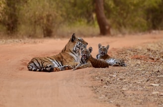 A tiger with two cubs rests on a dusty path surrounded by dry foliage. The cubs appear relaxed and attentive, with one cub lying against the tiger. The environment suggests a natural habitat with a serene and undisturbed atmosphere.