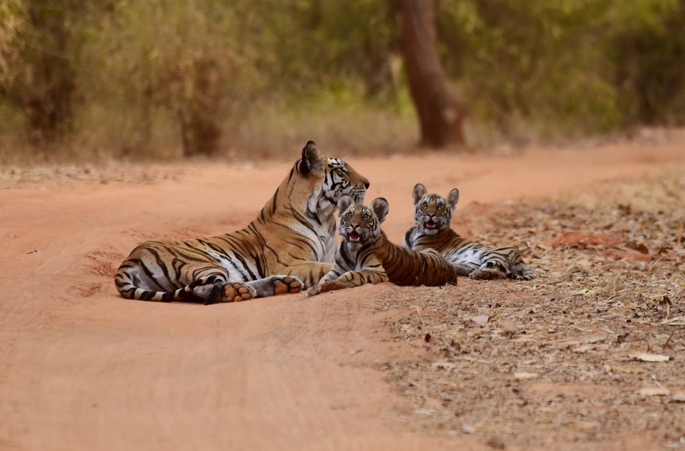three tigers lying on brown sand ay daytime