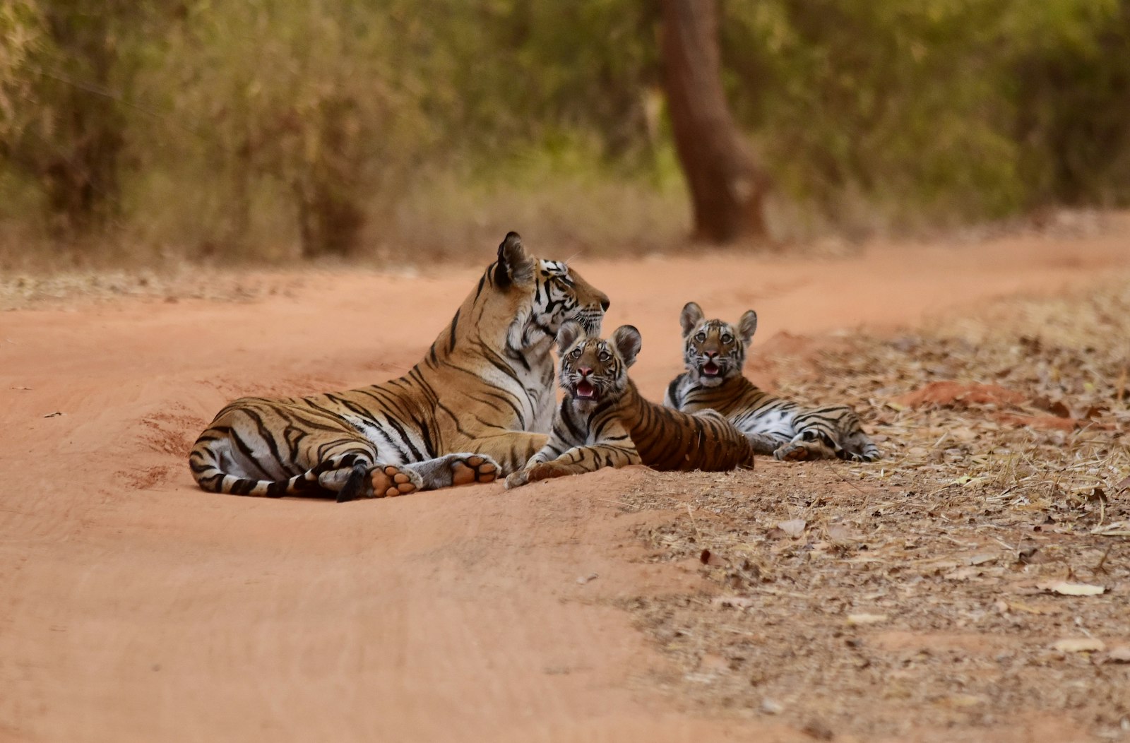 Bandhavgarh Tiger Photography Guide: Density, Forest Light, and Tala Zone — wildlife photography article cover