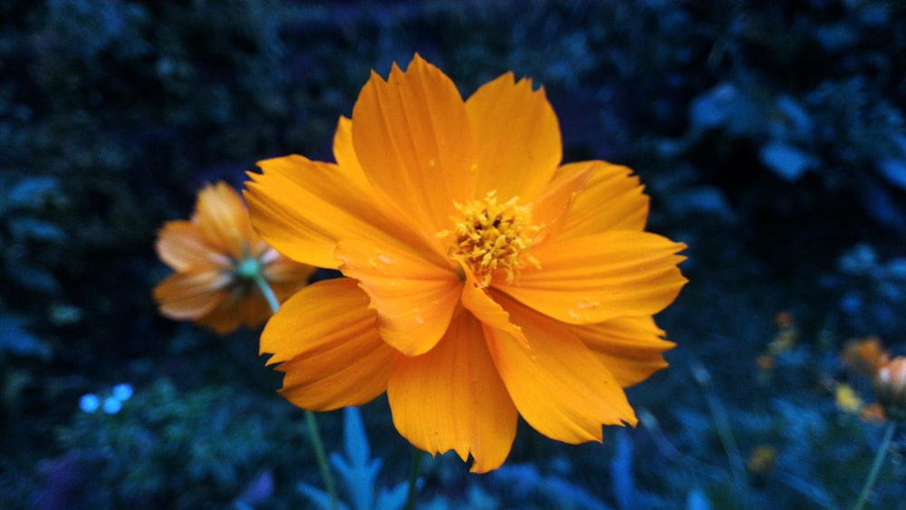 shallow focus photography of yellow flower