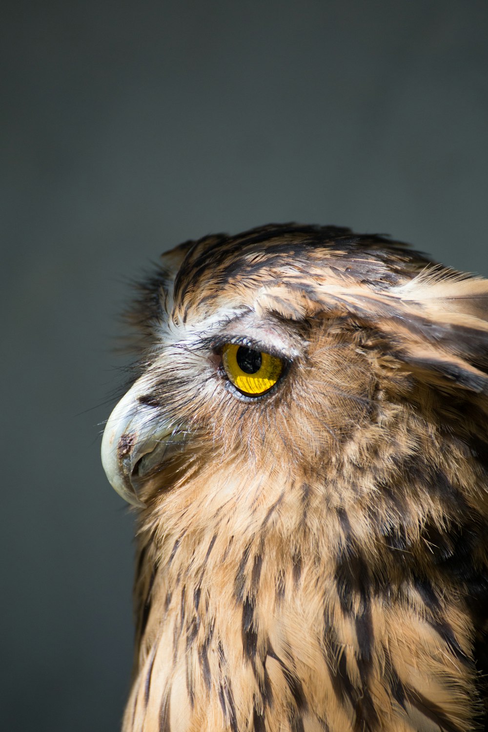 Foto de águila calva americana marrón