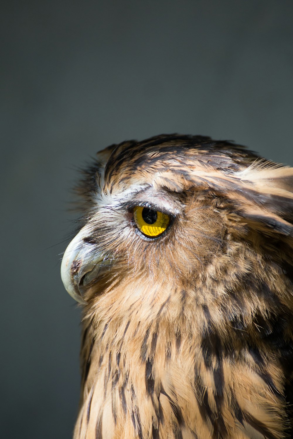 brown American bald eagle photo