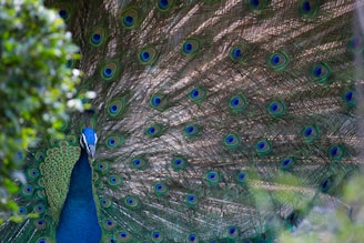 blue and gray peacock