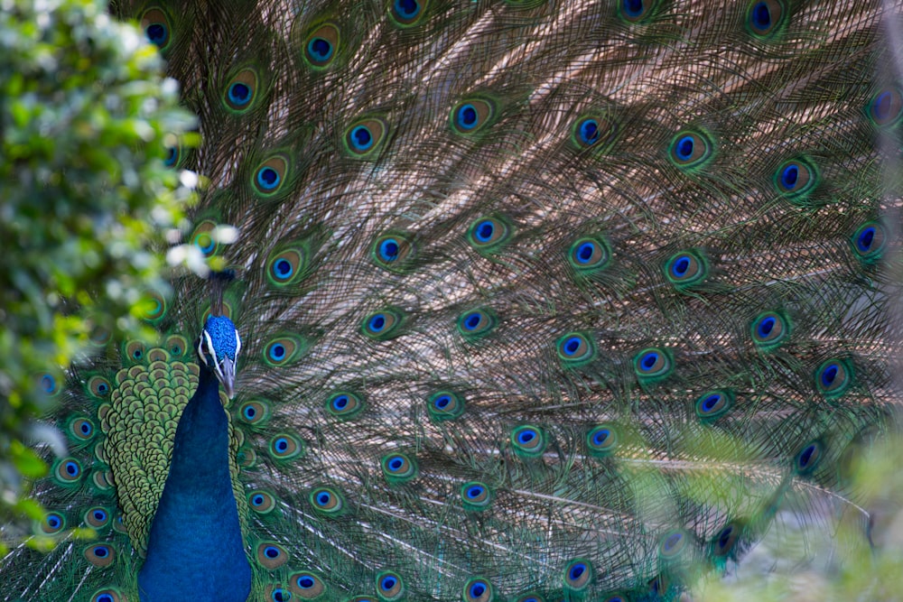 blue and gray peacock