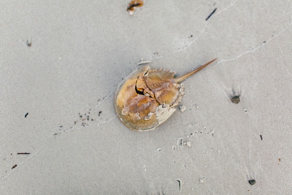 brown sea creature on white sand