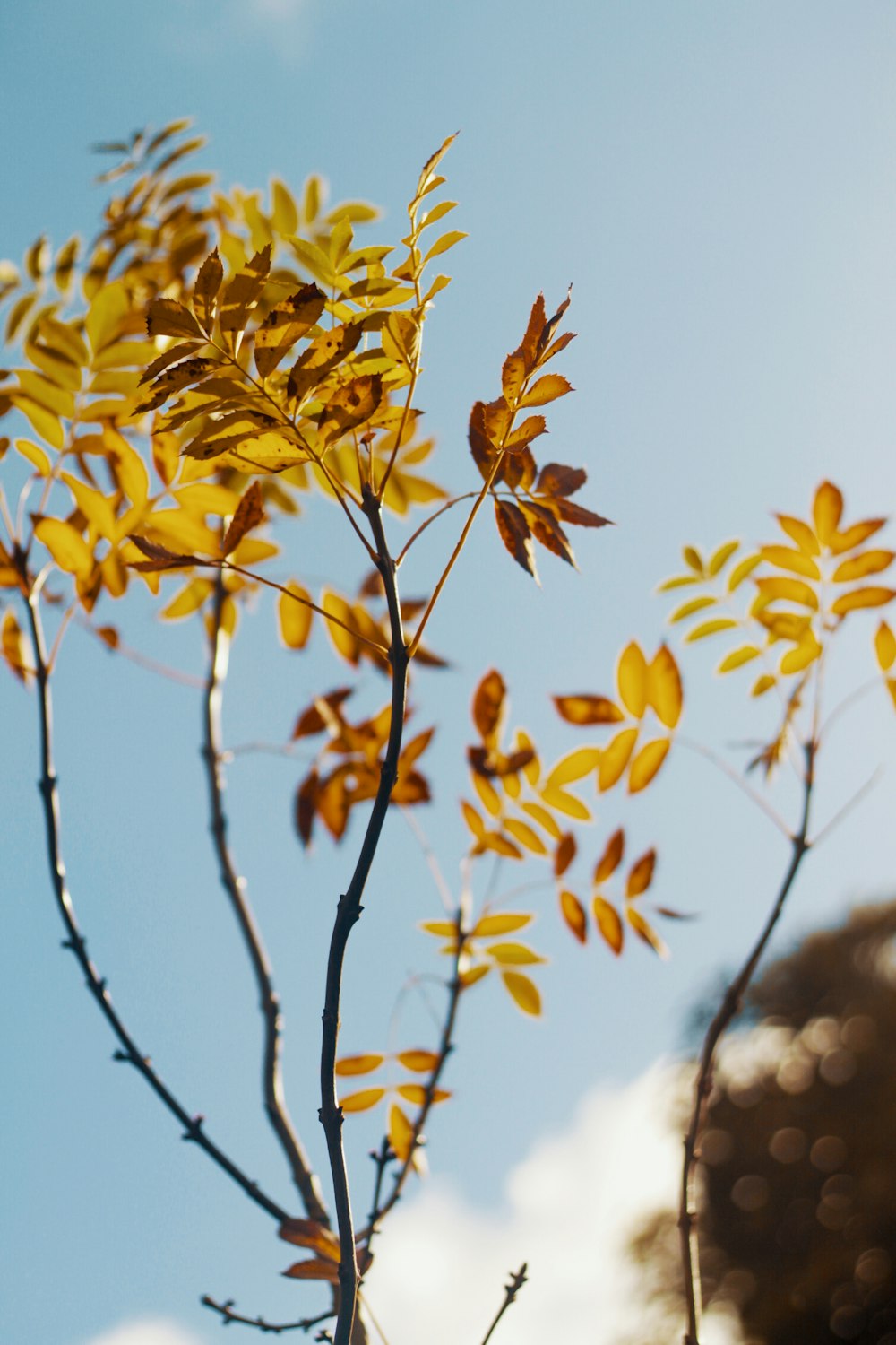 shallow focus photography of orange leaves