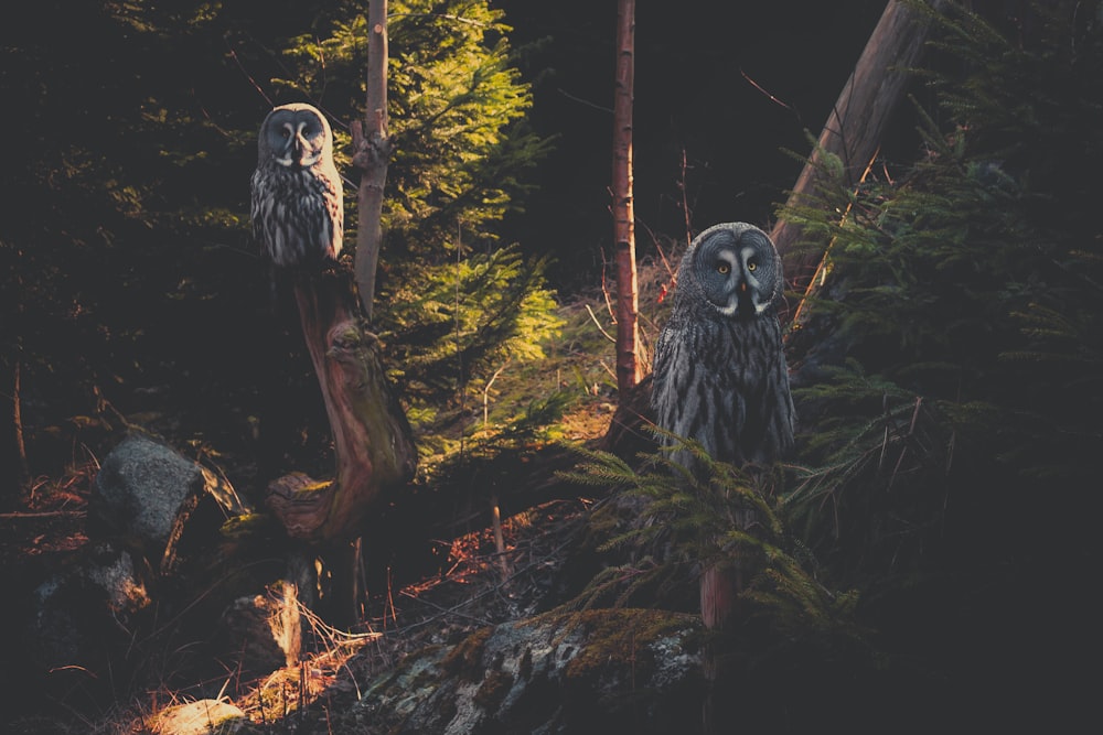 two gray owls