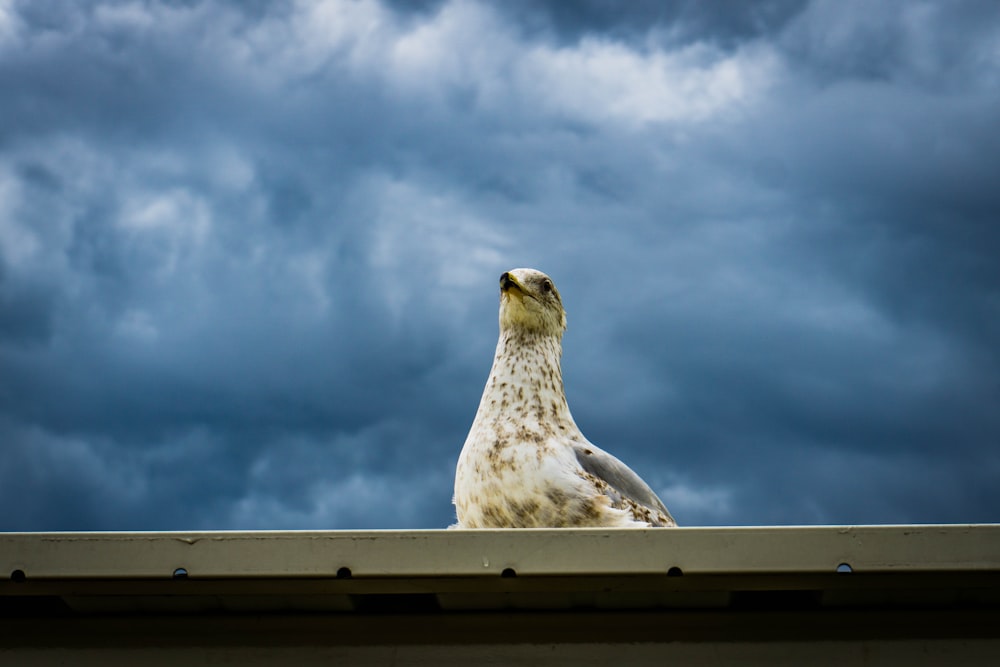 close-up photography of white and gray bird under blue sky