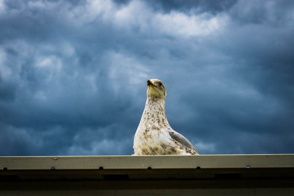 Fotografía de primer plano de pájaro blanco y gris bajo cielo azul
