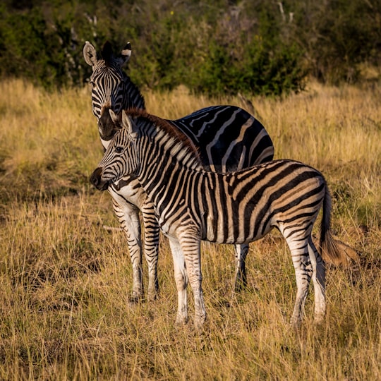 two zebras on grass in Madikwe Game Reserve South Africa