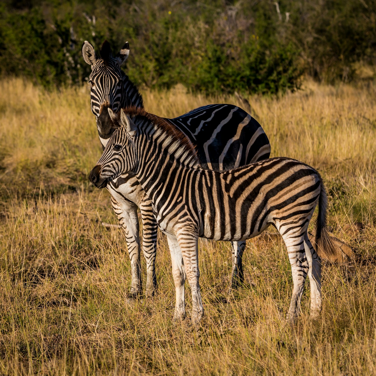 Canon EOS 5D Mark III + Canon EF 70-200mm F2.8L IS II USM sample photo. Two zebras on grass photography