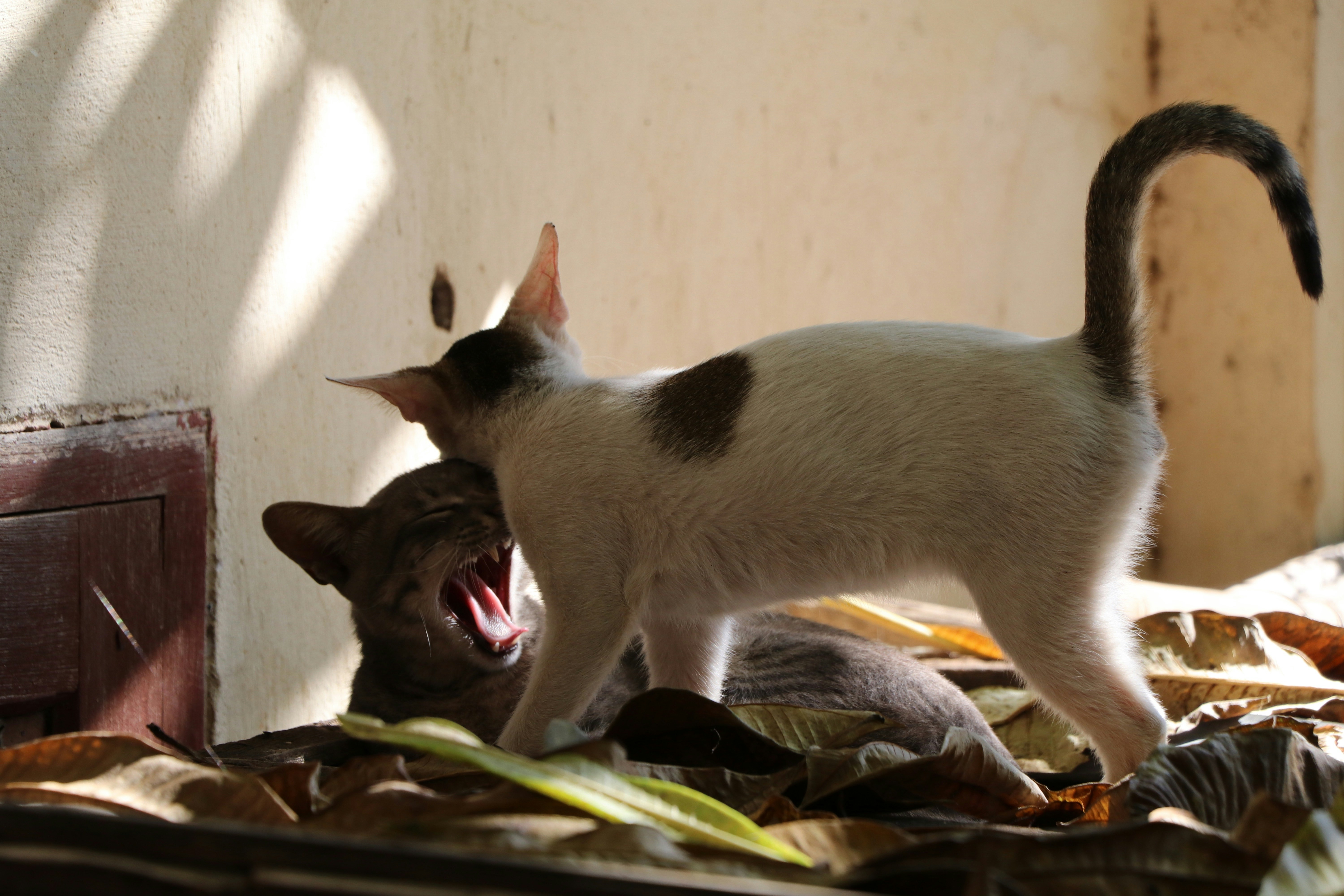 Free Unsplash photo from Tim Neal