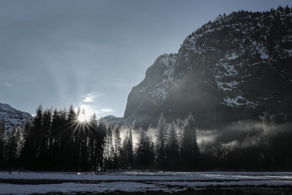 sun rays through pine trees