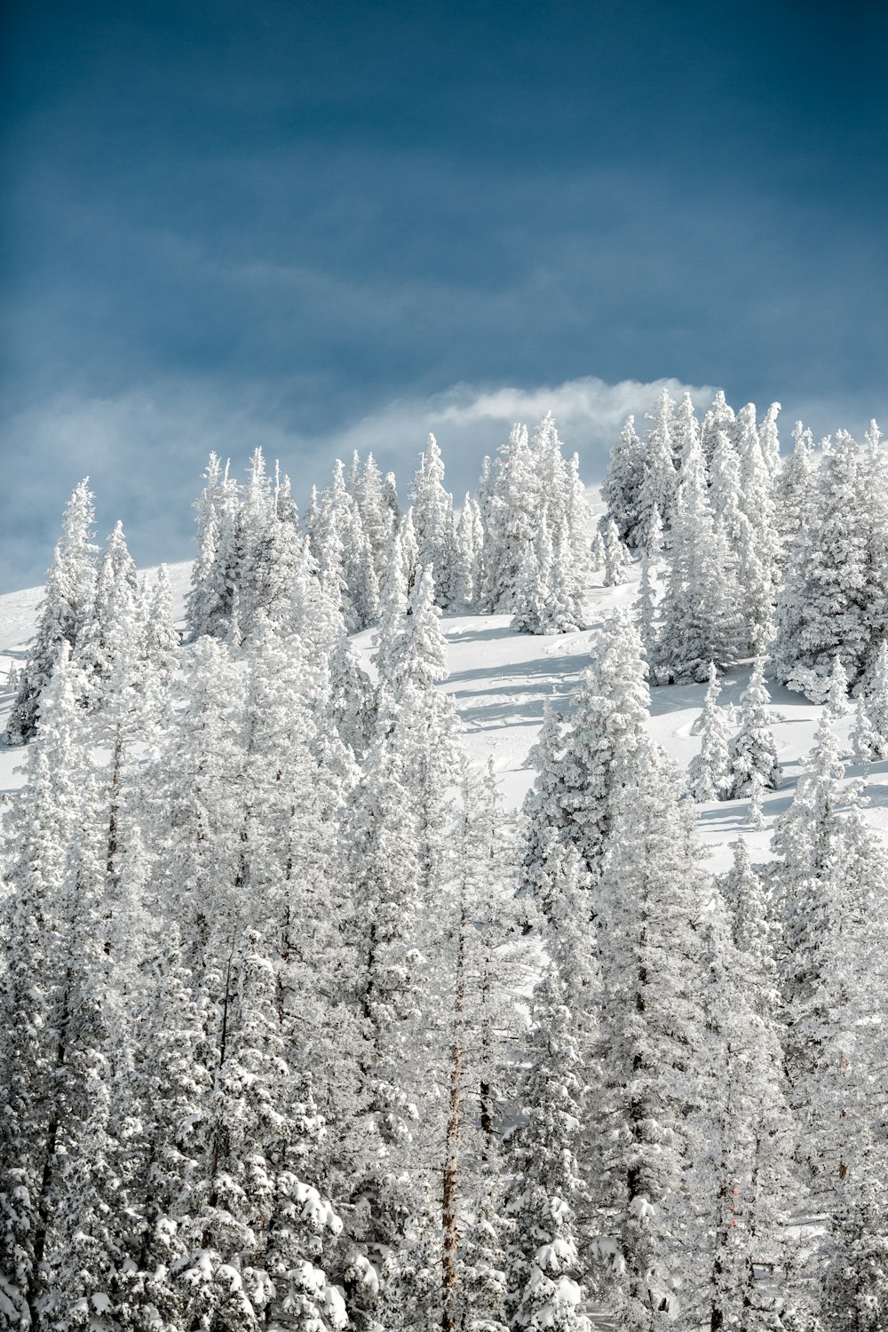 snow covered pine trees on mountain