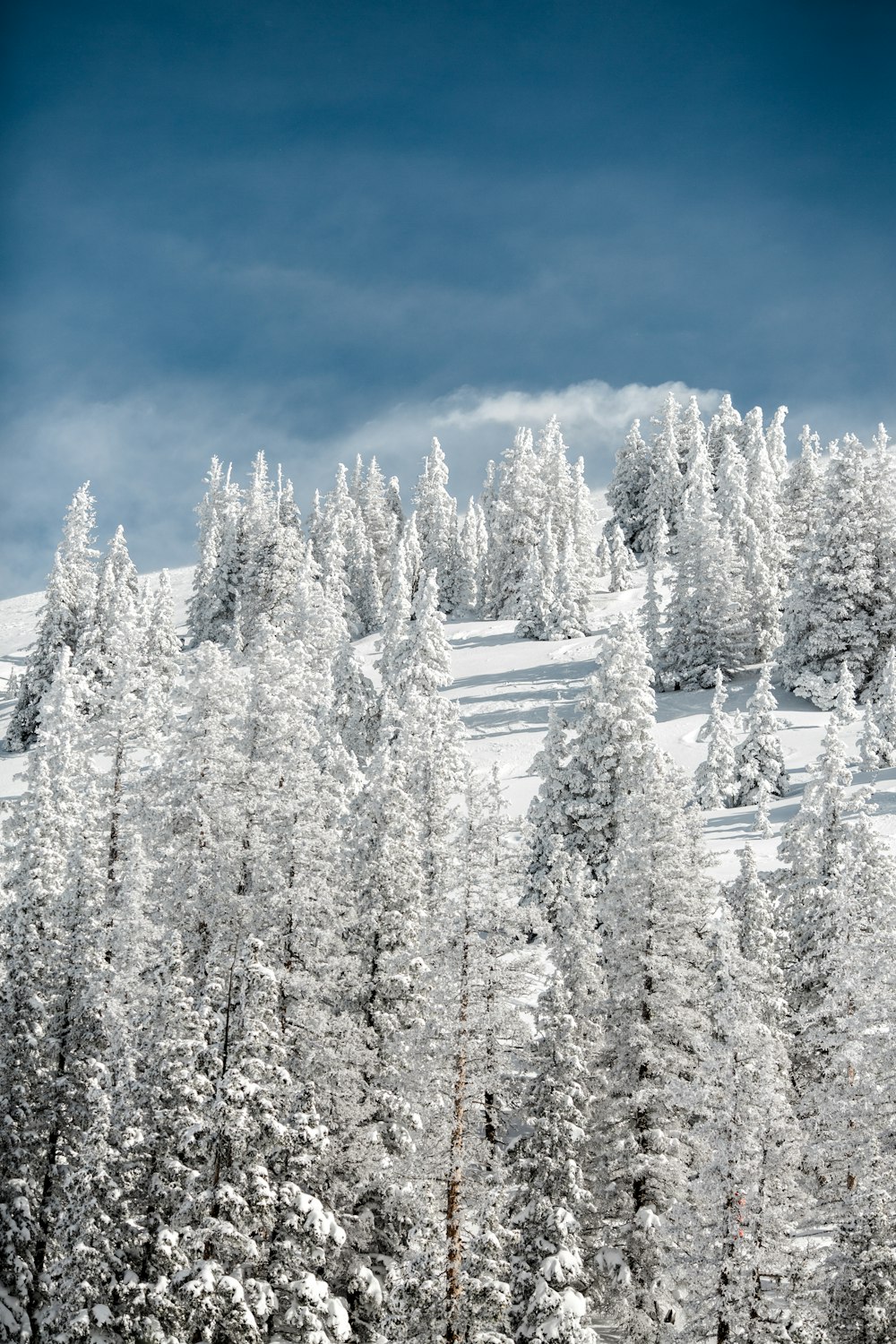pinheiros cobertos de neve na montanha