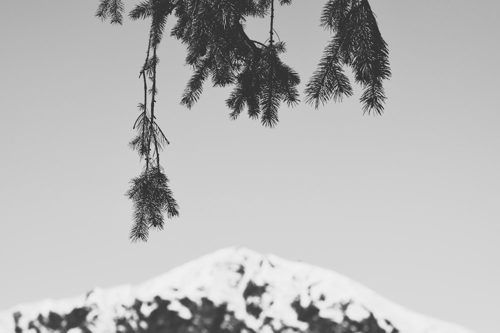 selective focus photography of pine tree