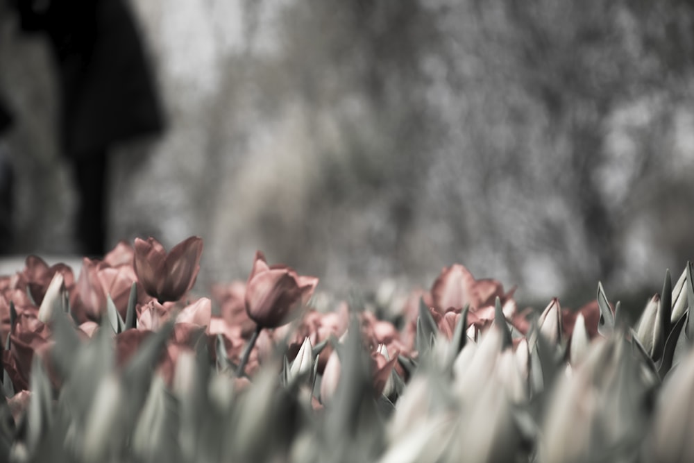 Fotografía en escala de grises de tulipanes rosas