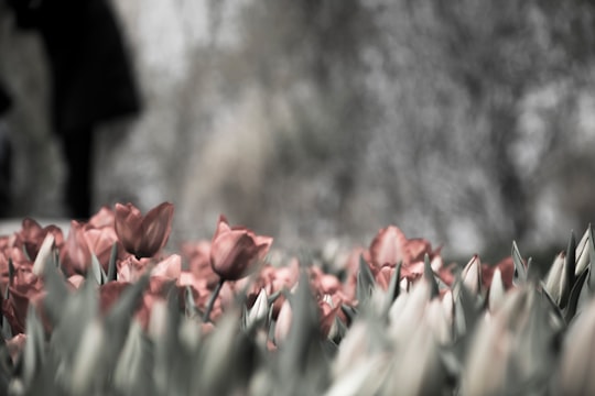 pink tulips grayscale photography in Tabriz Iran
