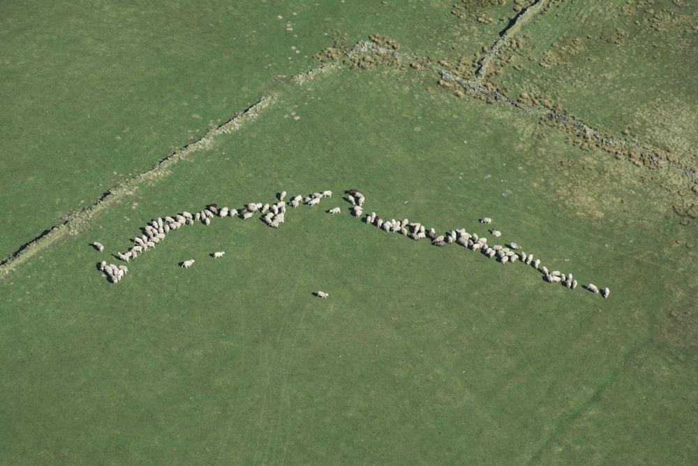 bird's eye view of animals on green grass field