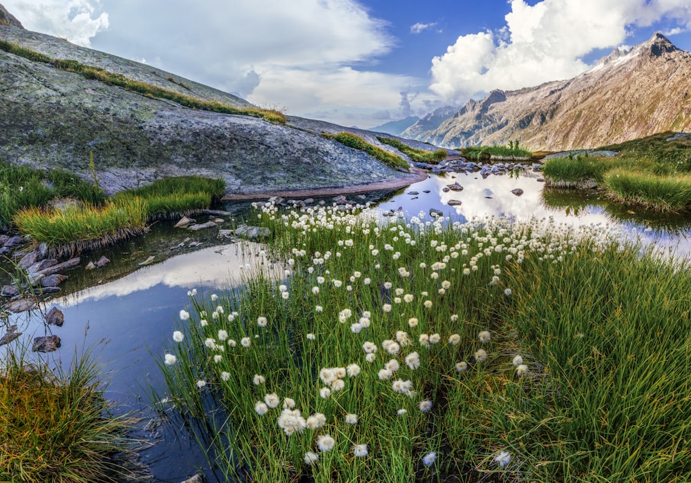 Plantes blanches et vertes sur le lac pendant la journée