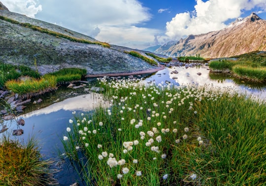 white and green plants on lake during daytime in Grimsel Pass Switzerland
