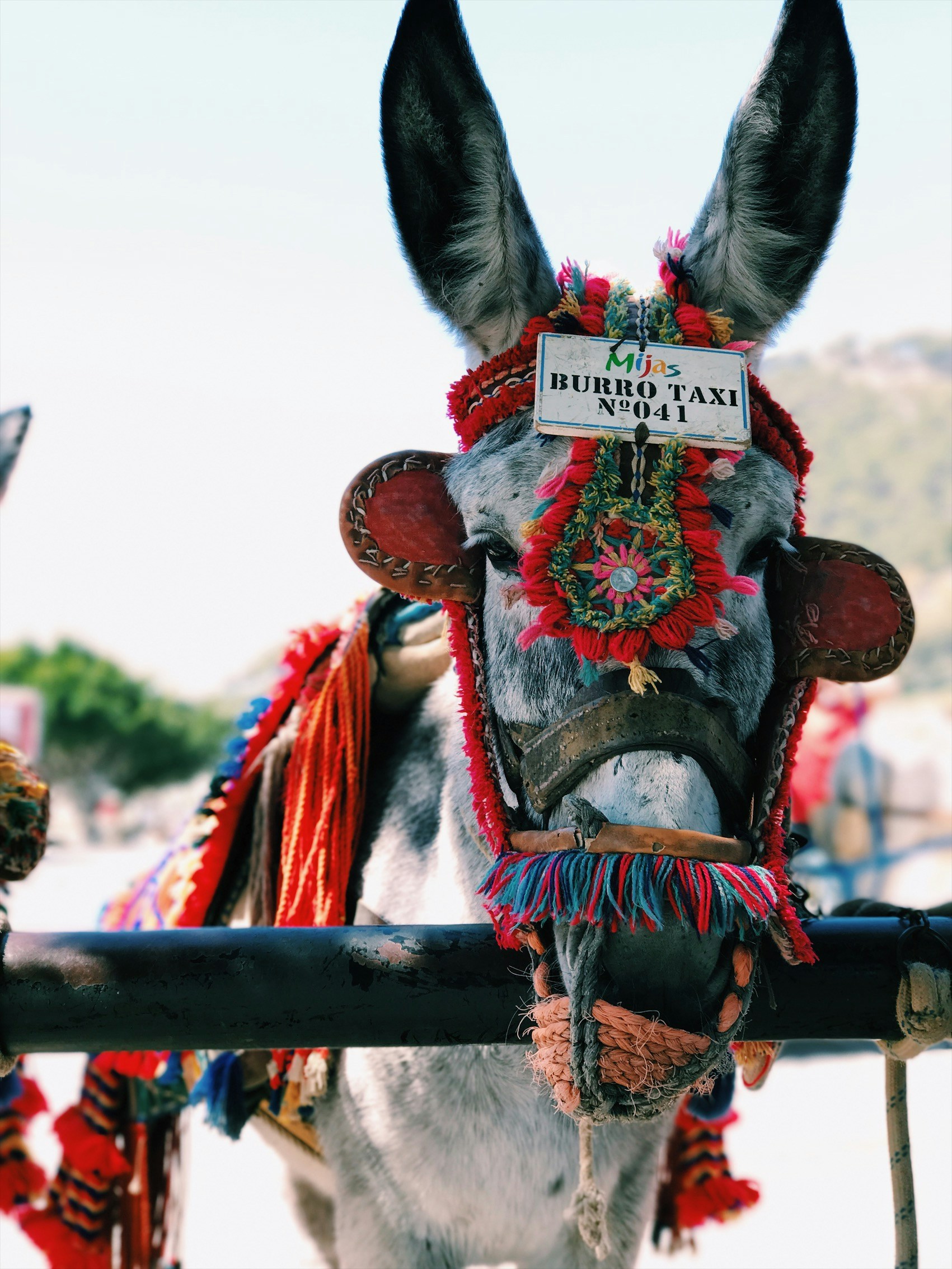 Burro taxi