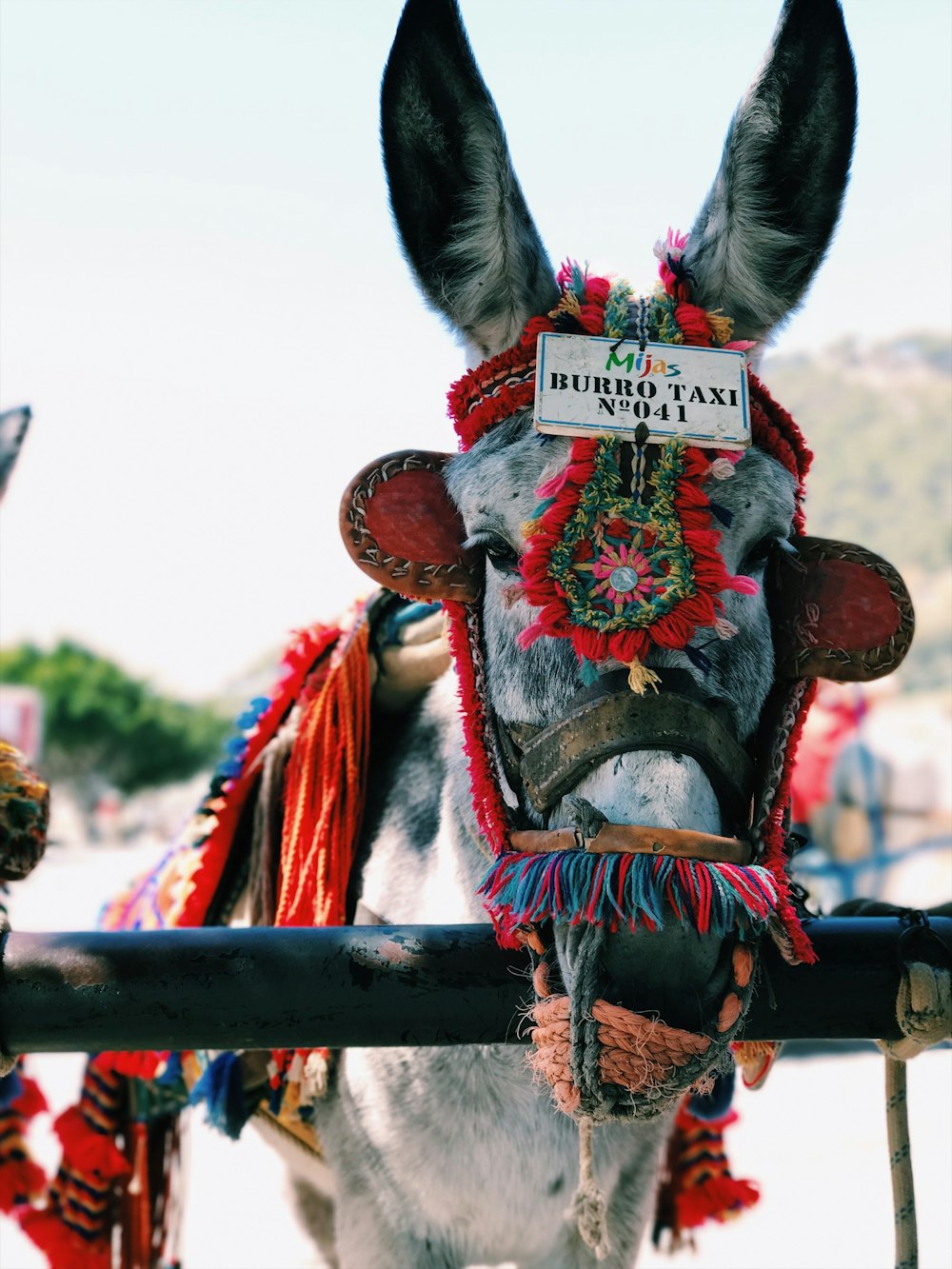 burro blanco y negro cerca de barra negra