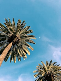 palm care and landscaping services florida