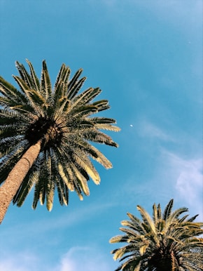 twp palm trees under blue sky at daytime