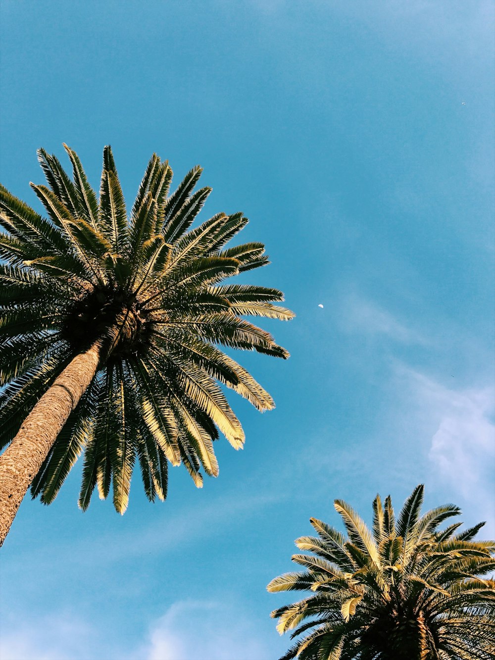 twp palm trees under blue sky at daytime