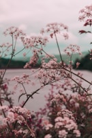 pink flowers during daytime