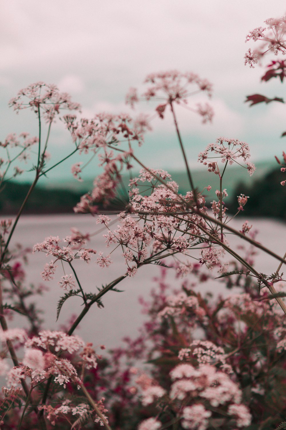 pink flowers during daytime