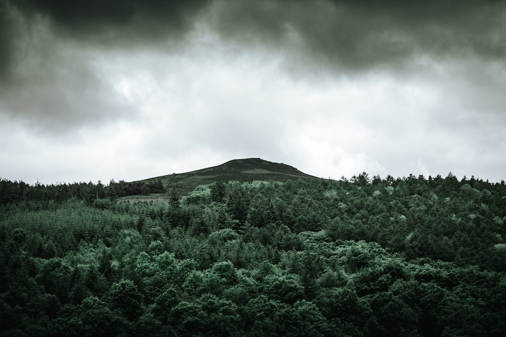 trees near hill under gray clouds