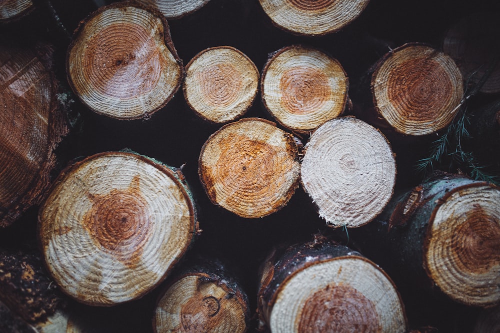 brown tree log lot