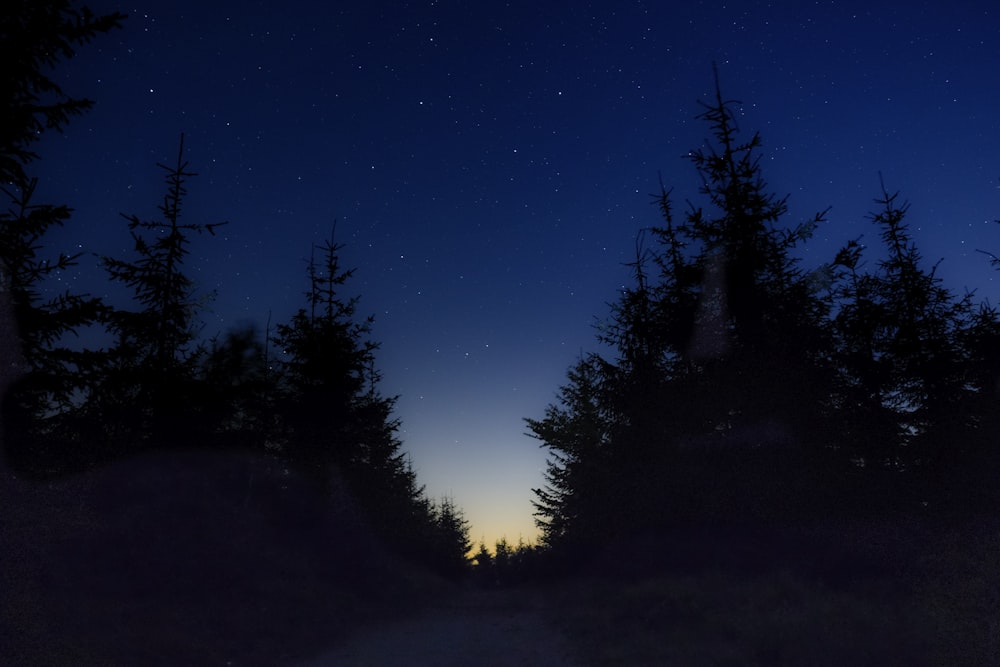 silhouette of trees under starry night