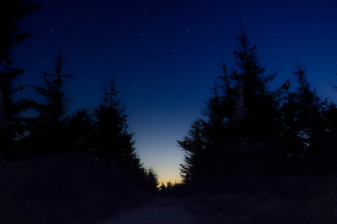 silhouette of trees under starry night