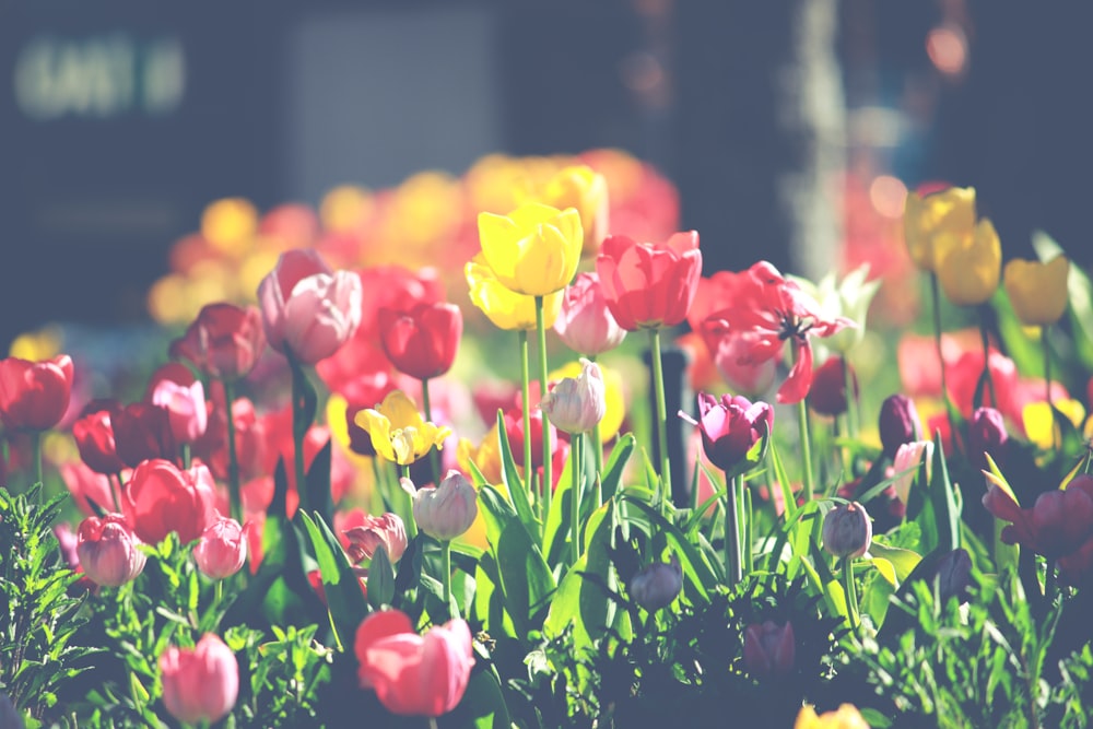 closeup photo of red and yellow flowers