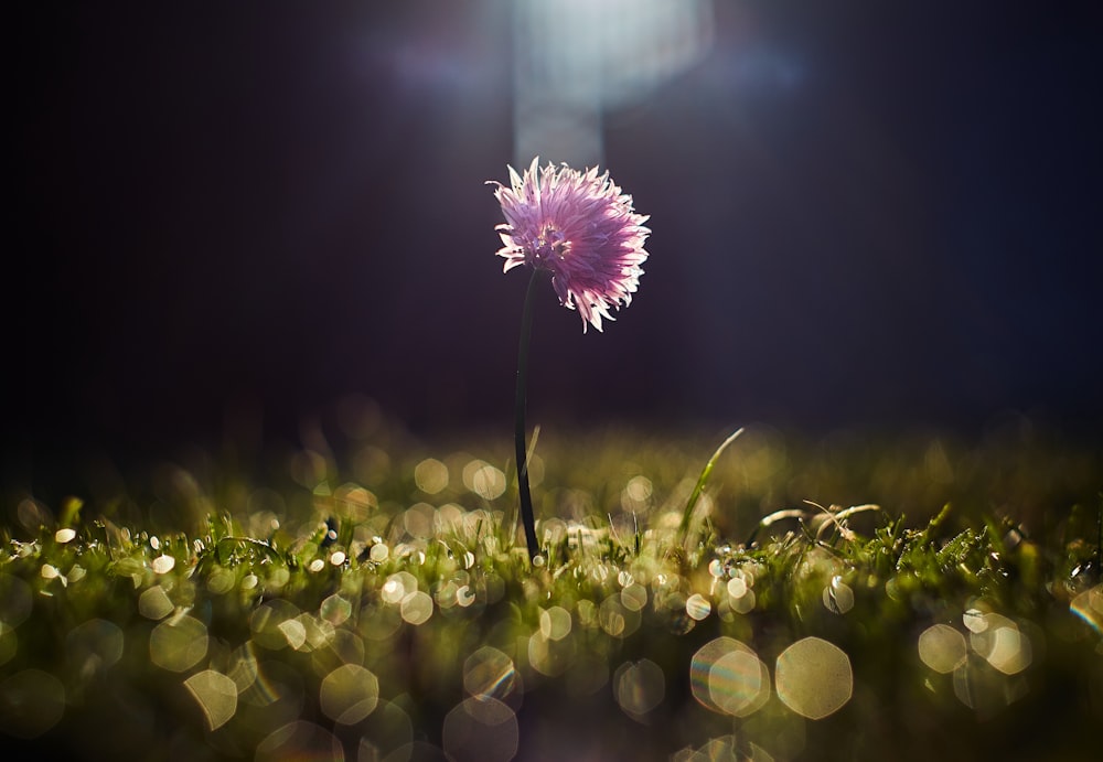 closeup photo of purple petaled flower