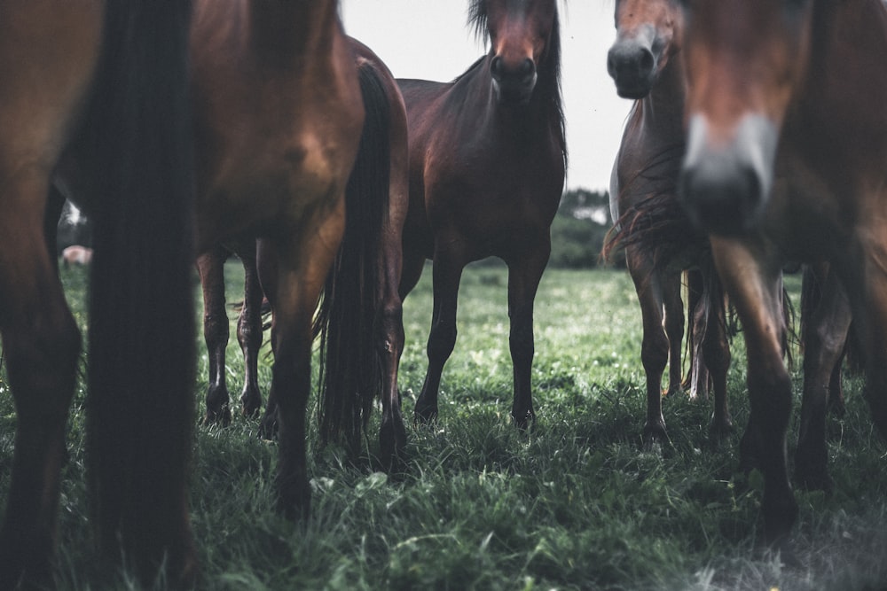 Foto de closeup de cavalos marrons no campo de grama verde
