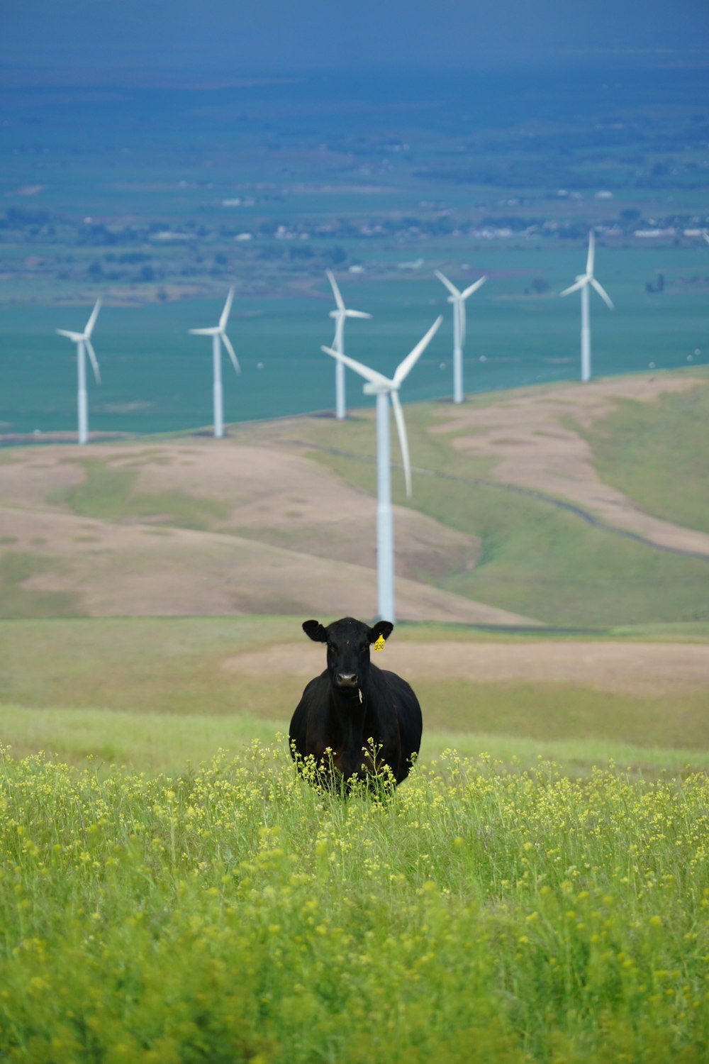 mucca nera sul campo dell'erba sotto il cielo soleggiato