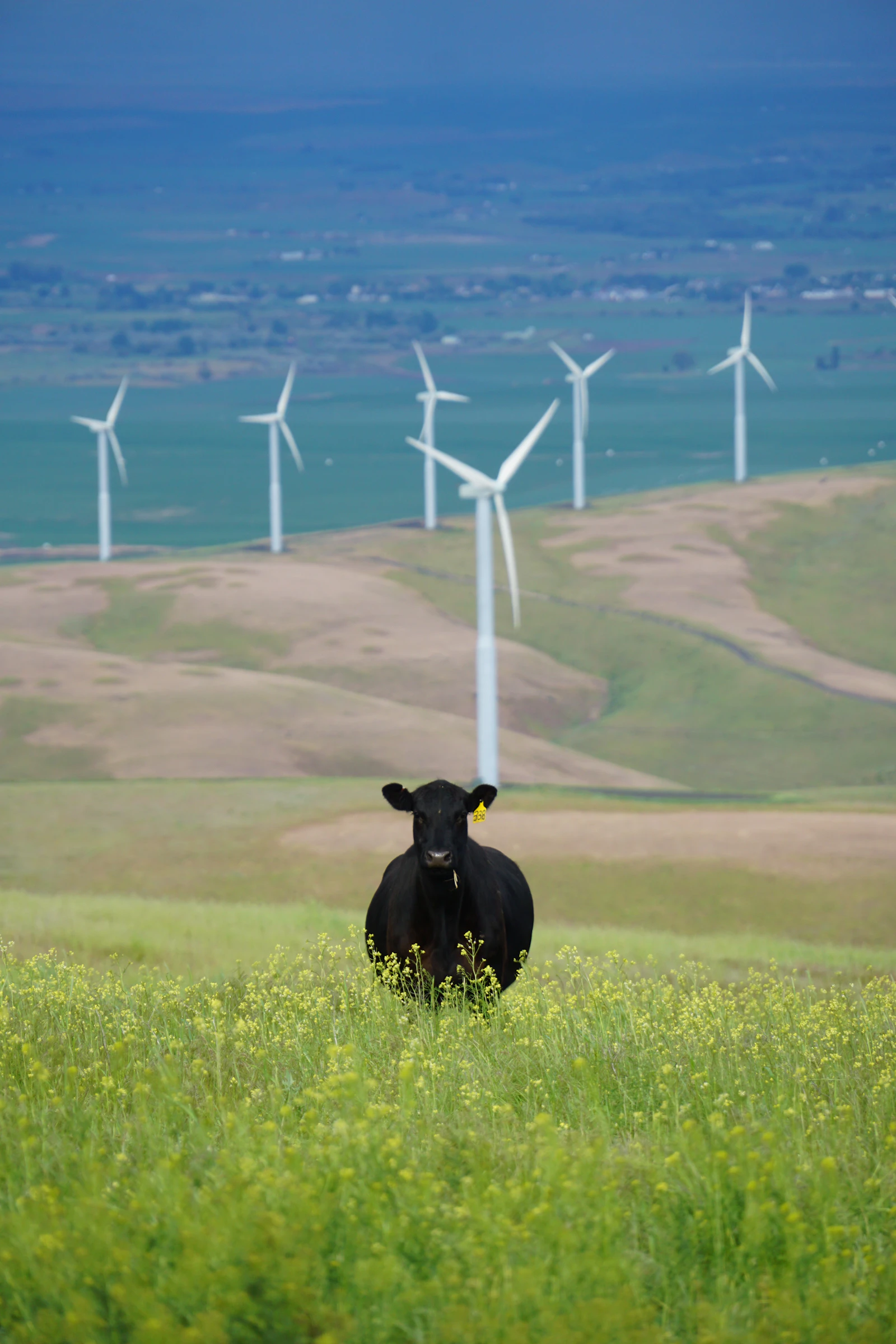 Close-up of pasture-raised cattle