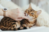 person holding brown cat on white textile